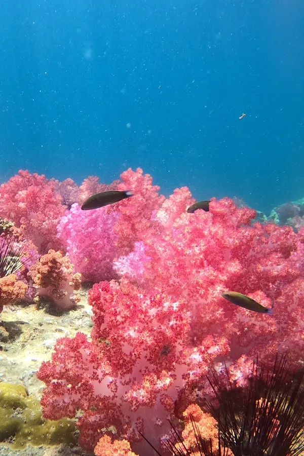 PADI scuba diving school