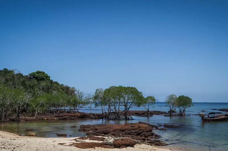 Mangrove Forests